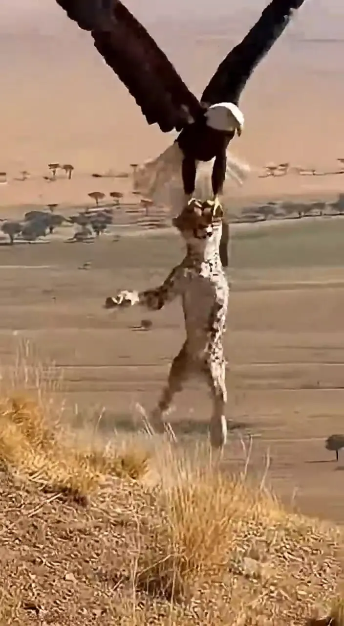 هوش مصنوعی و طراحی شکار عجیب عقاب؛ وقتی فناوری رفتار طبیعت را بازآفرینی می‌کند + فیلم