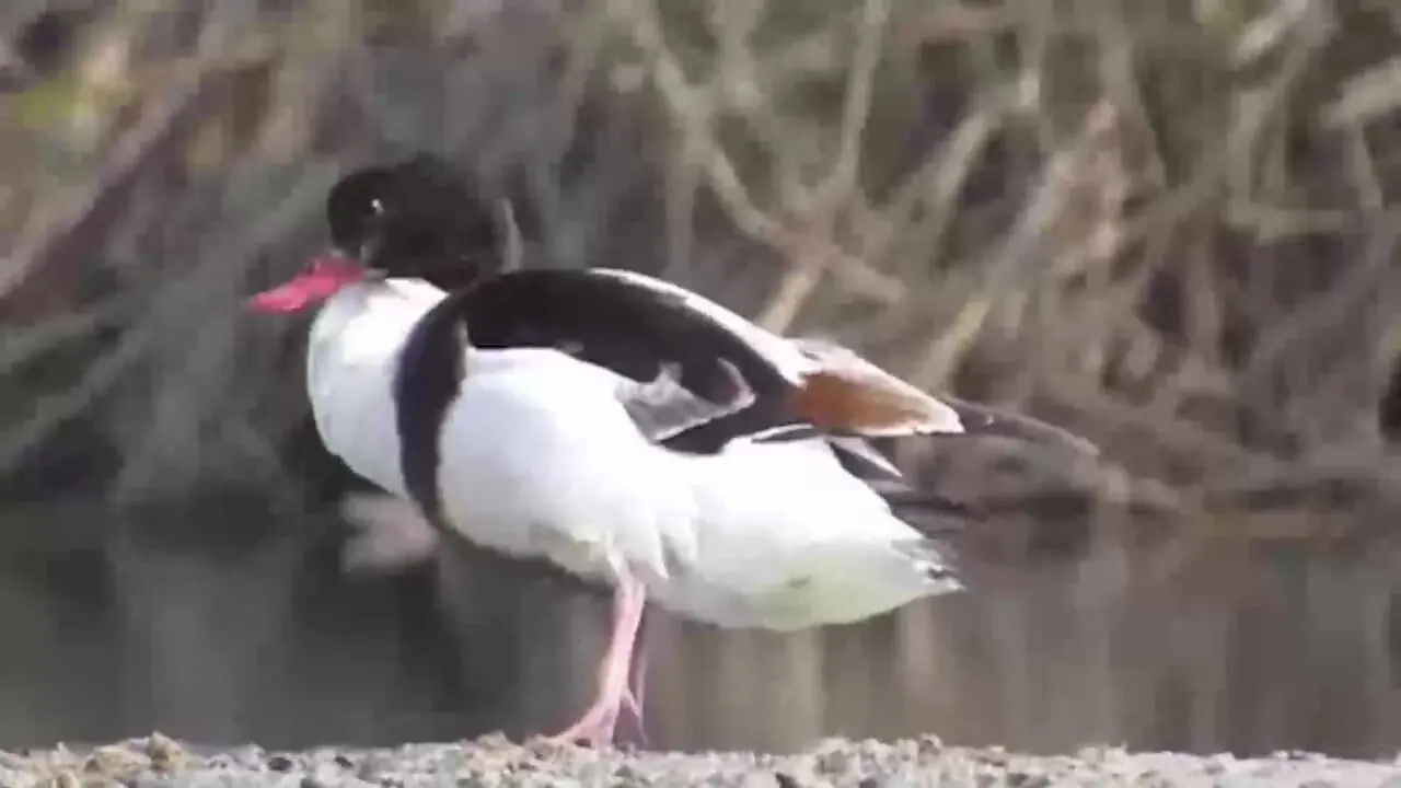 فیلم پرنده تنجه / اردک غازنما در تالاب ها