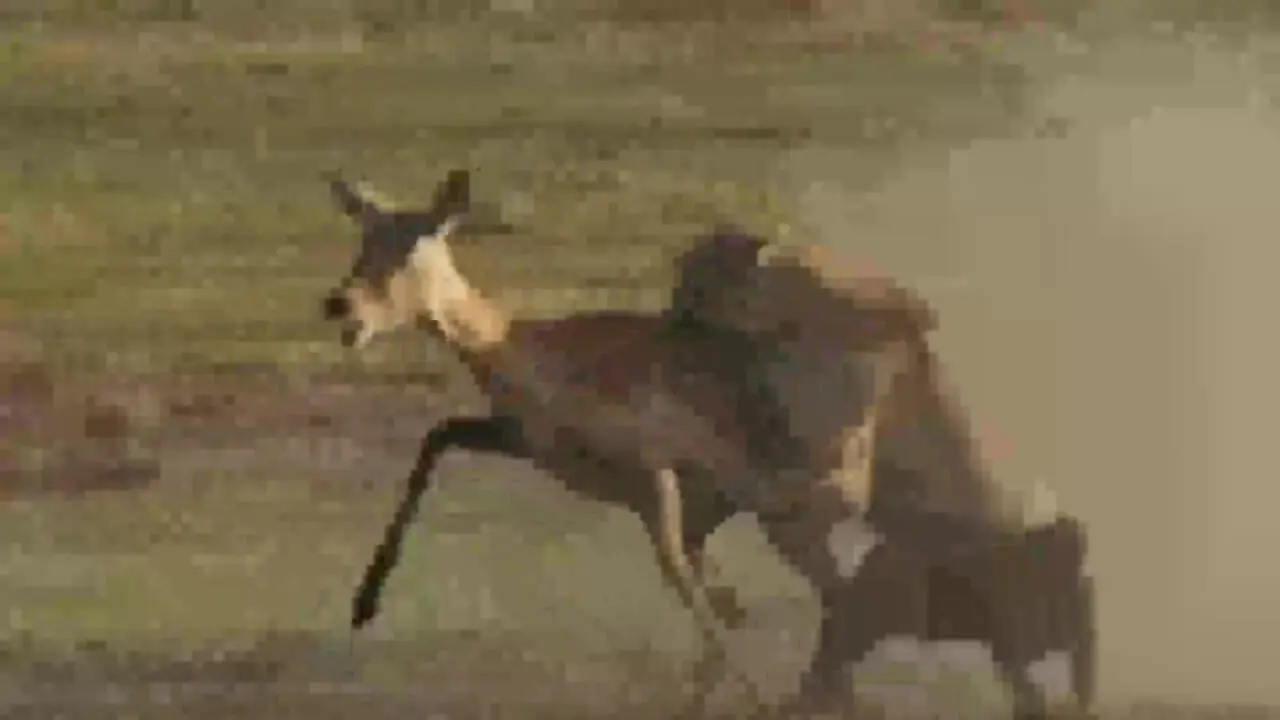 فیلم لحظات نفس‌گیر تعقیب ایمپالا توسط یوز