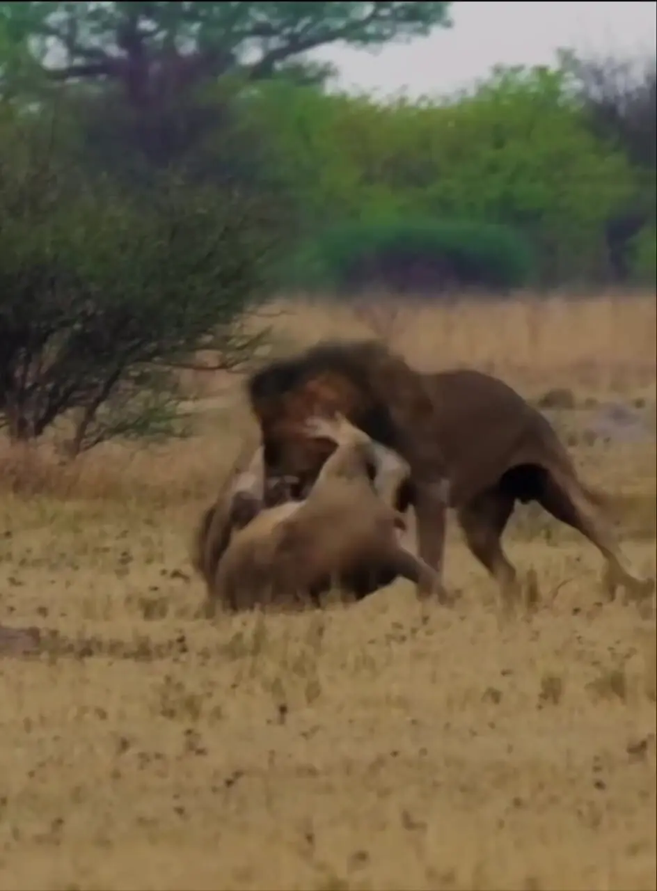 فیلم درگیری شدید شیرها بر سر قلمرو