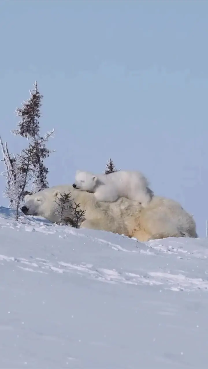 فیلم توله خرس قطبی و مادر در طبیعت برفی