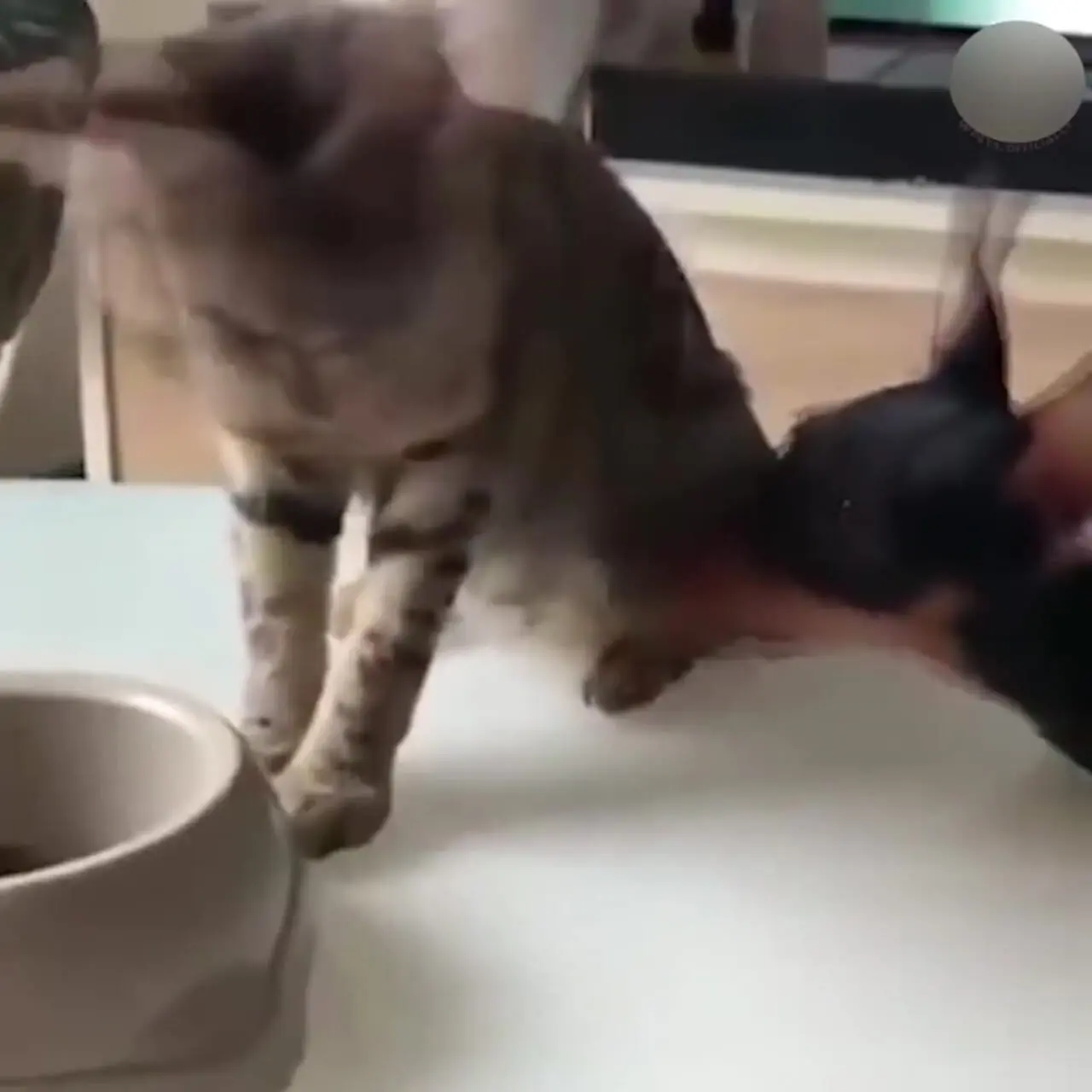 فیلم شوخی های بامزه سگ ها با گربه ها