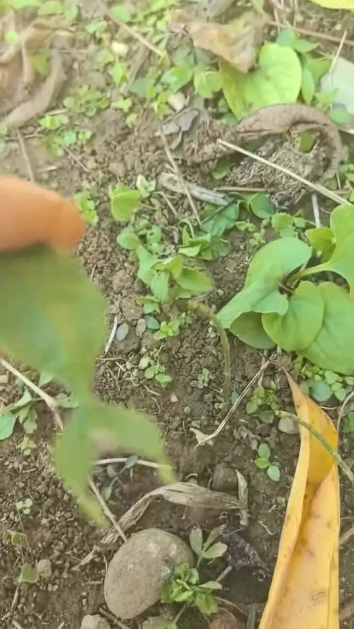 فیلم حشره ای با استتار بی‌نظیر مانند برگ