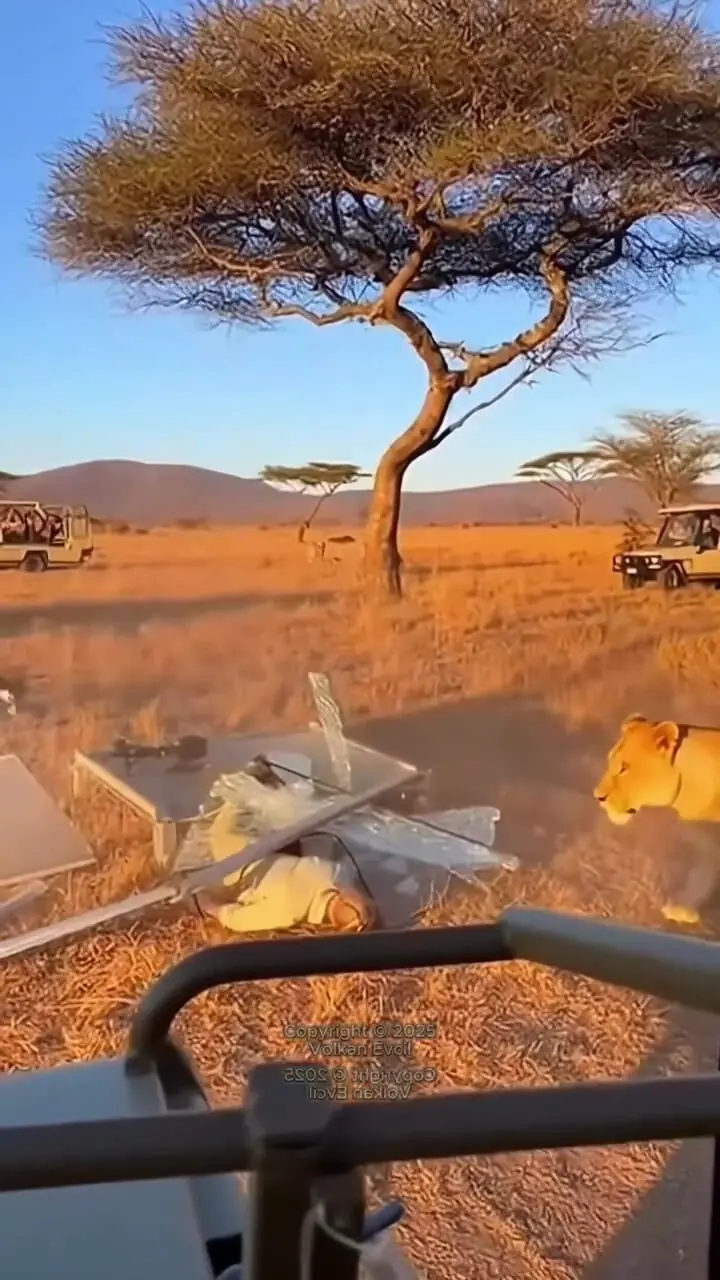 فیلم شکار گردشگر پس از شکستن شیشه توسط کرگدن