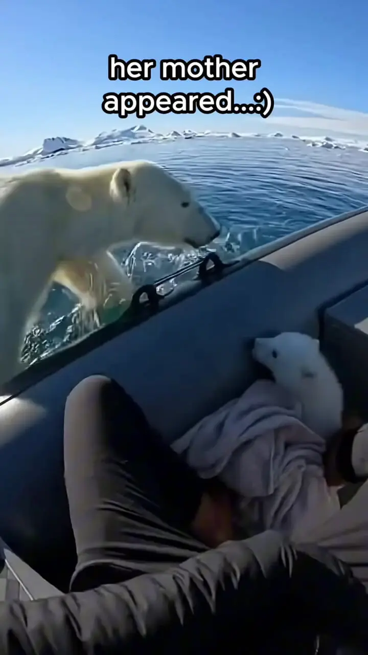 فیلم صحنه شبیه سازی هوش مصنوعی از نجات توله خرس قطبی