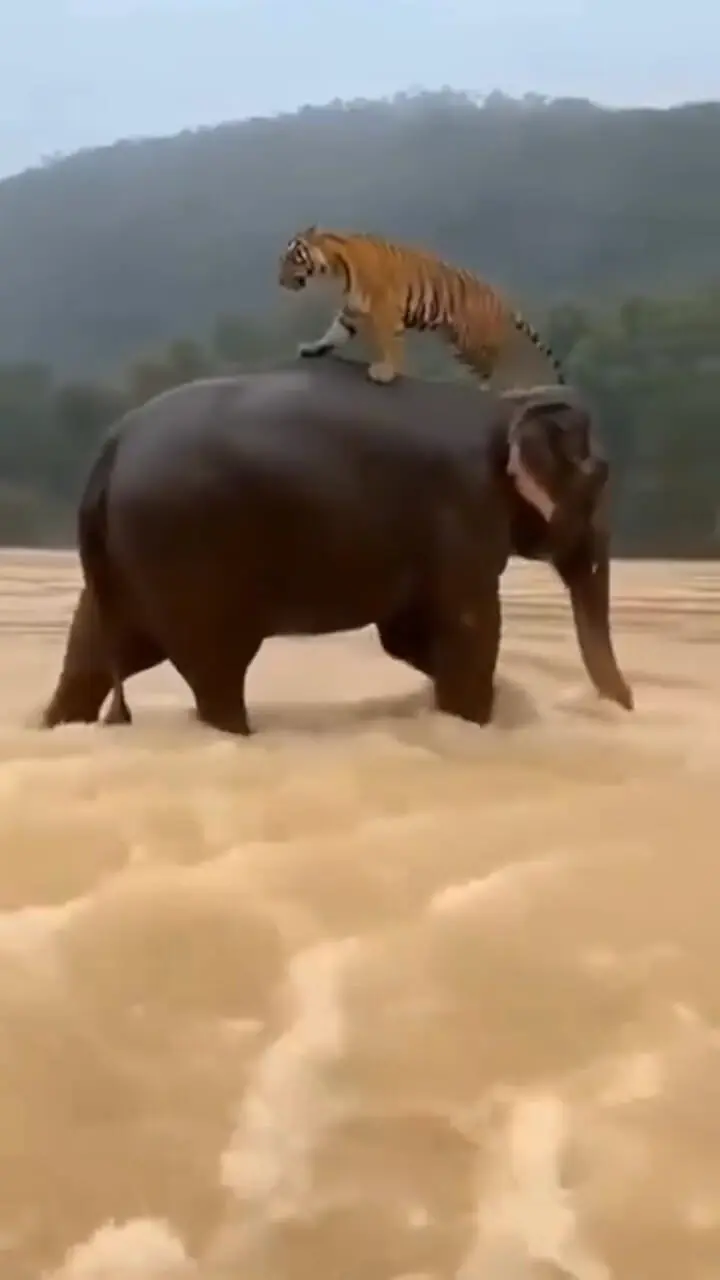 فیلم لحظه نادر نجات ببر توسط فیل در سیل اندونزی