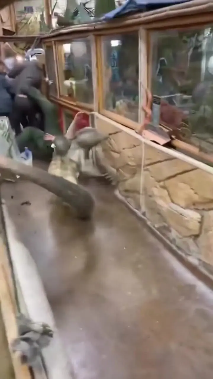 فیلم فرار اژدهای کومودو از محل نگهداری