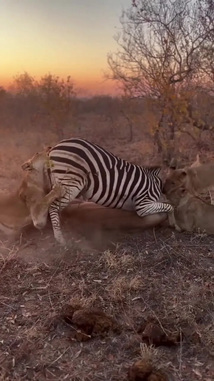 فیلم شکار گورخر توسط شیرهای ماده