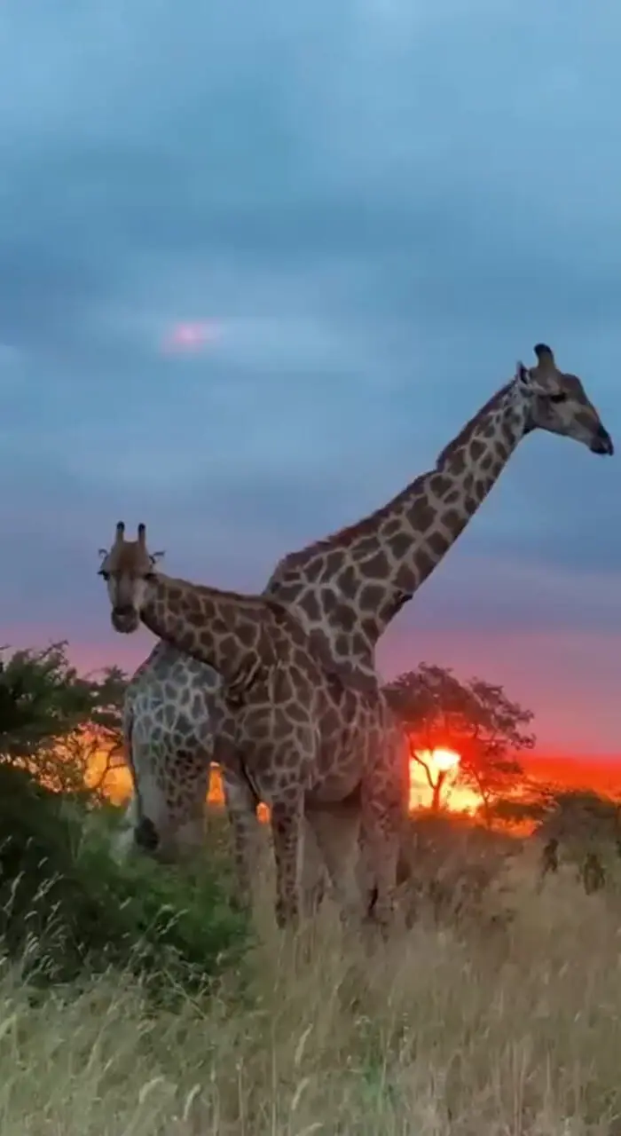 فیلم نمایی زیبا از زرافه جوان در غروب
