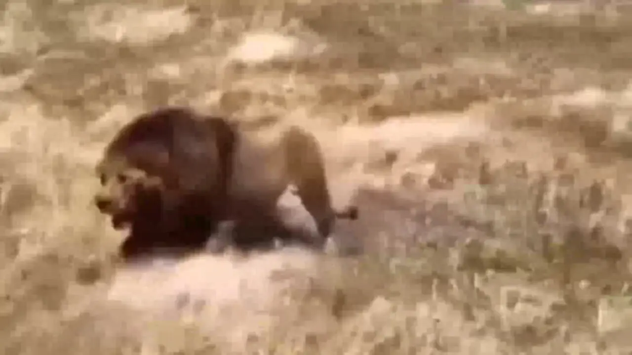 فیلم راه رفتن باشکوه شیر نر در طبیعت وحشی