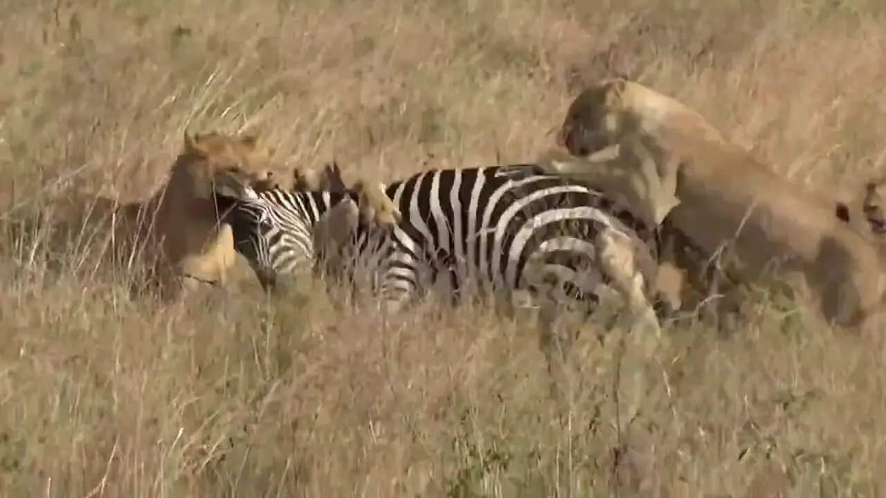 فیلم حمله گروهی شیرهای ماده به گورخر تنها