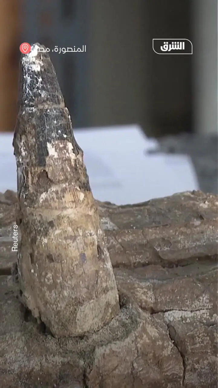 فیلم کشف جد ۸۰ میلیون ساله تمساح ها در مصر