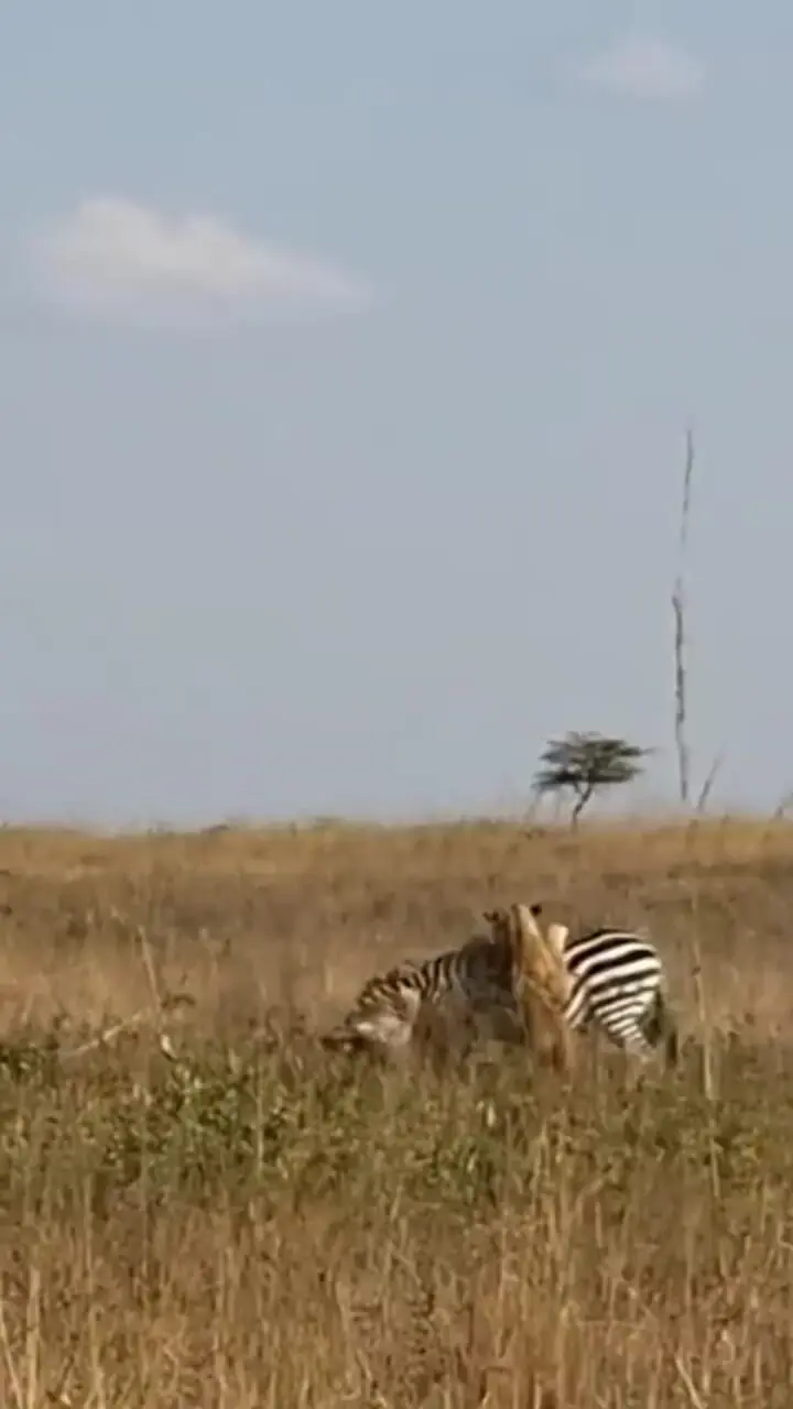 روایت شکار گورخر توسط شیرها + فیلم