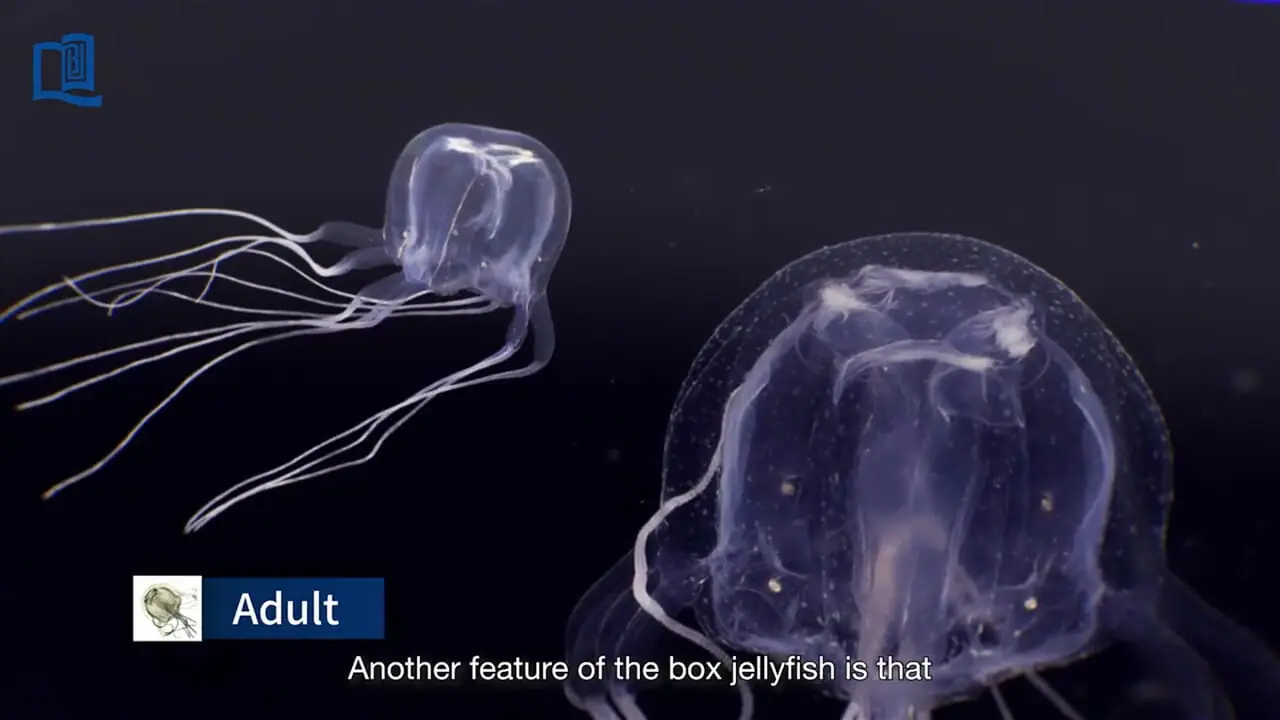 فیلم کشف ژله ماهی با ۲۴ چشم شگفت انگیز