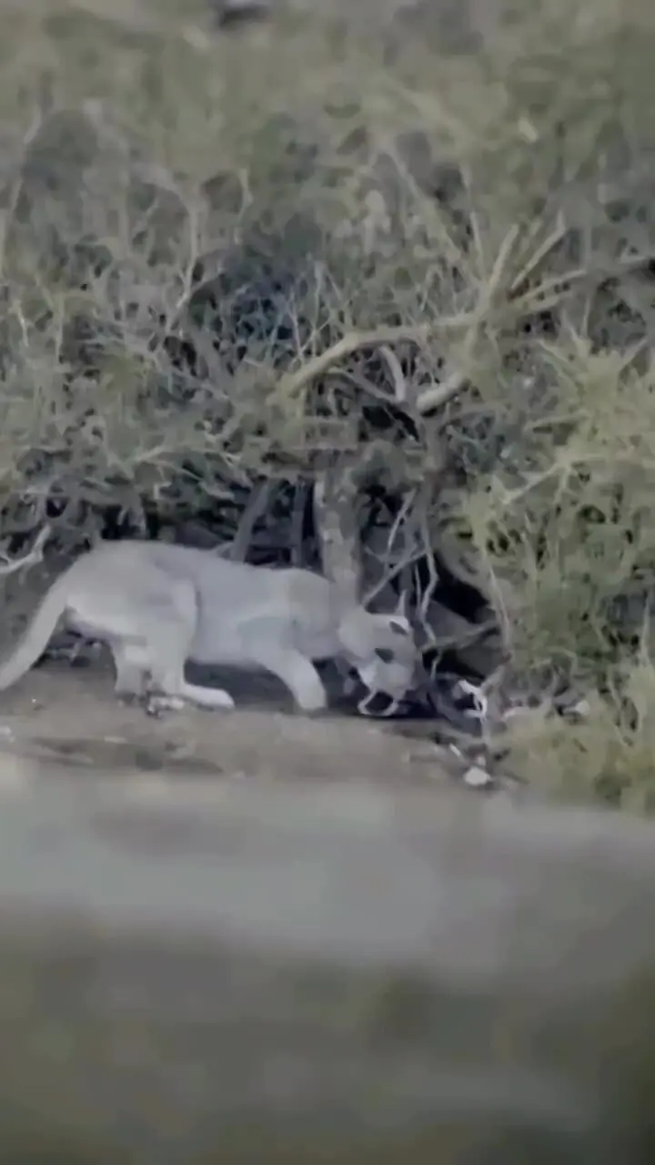 فیلم شکار پنگوئن توسط شیرهای کوهی در پاتاگونیا