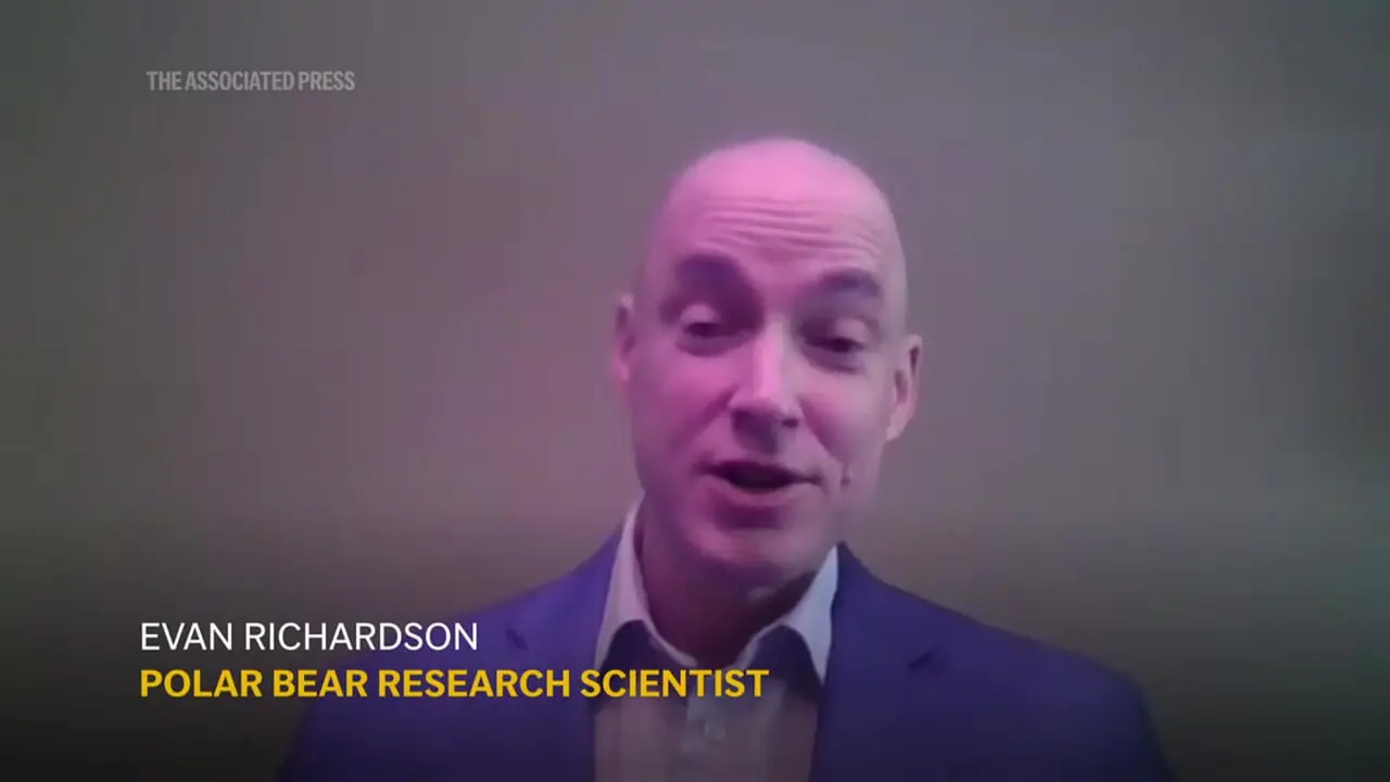 فیلم خرس قطبی توله ای غریبه را به فرزندی پذیرفت