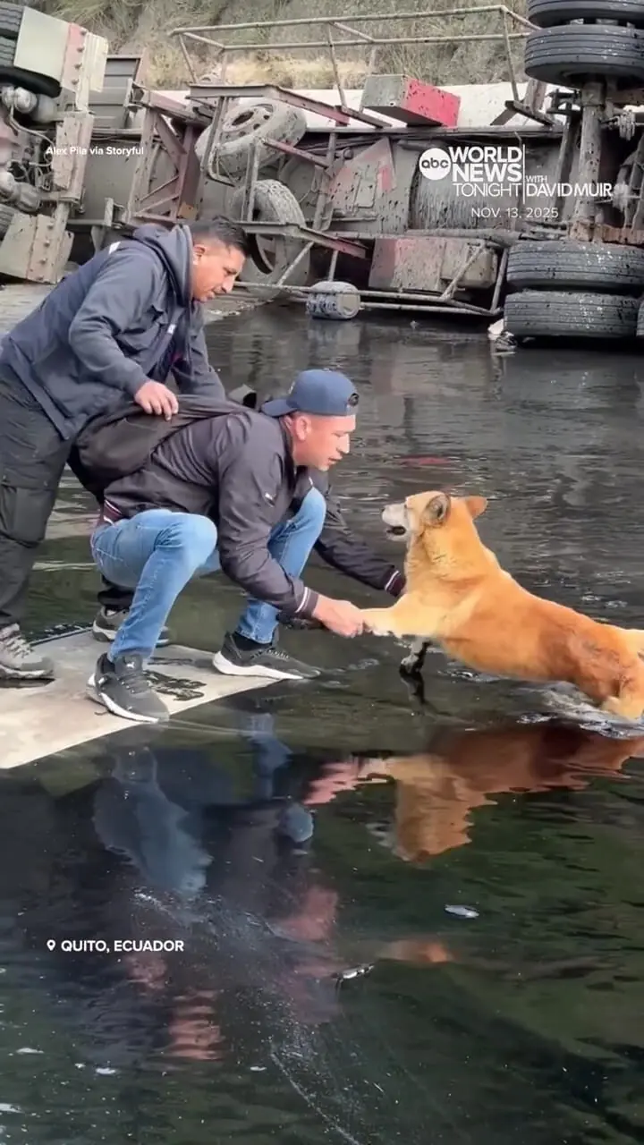 فیلم نجات سگ گرفتار در قیر در کیتو