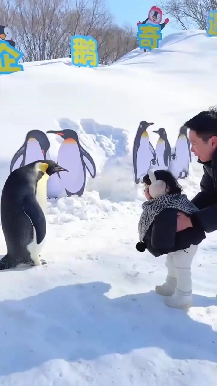 لحظه‌های دیدنی از دوستی کودک و پنگوئن‌ها در شبکه‌های اجتماعی + فیلم