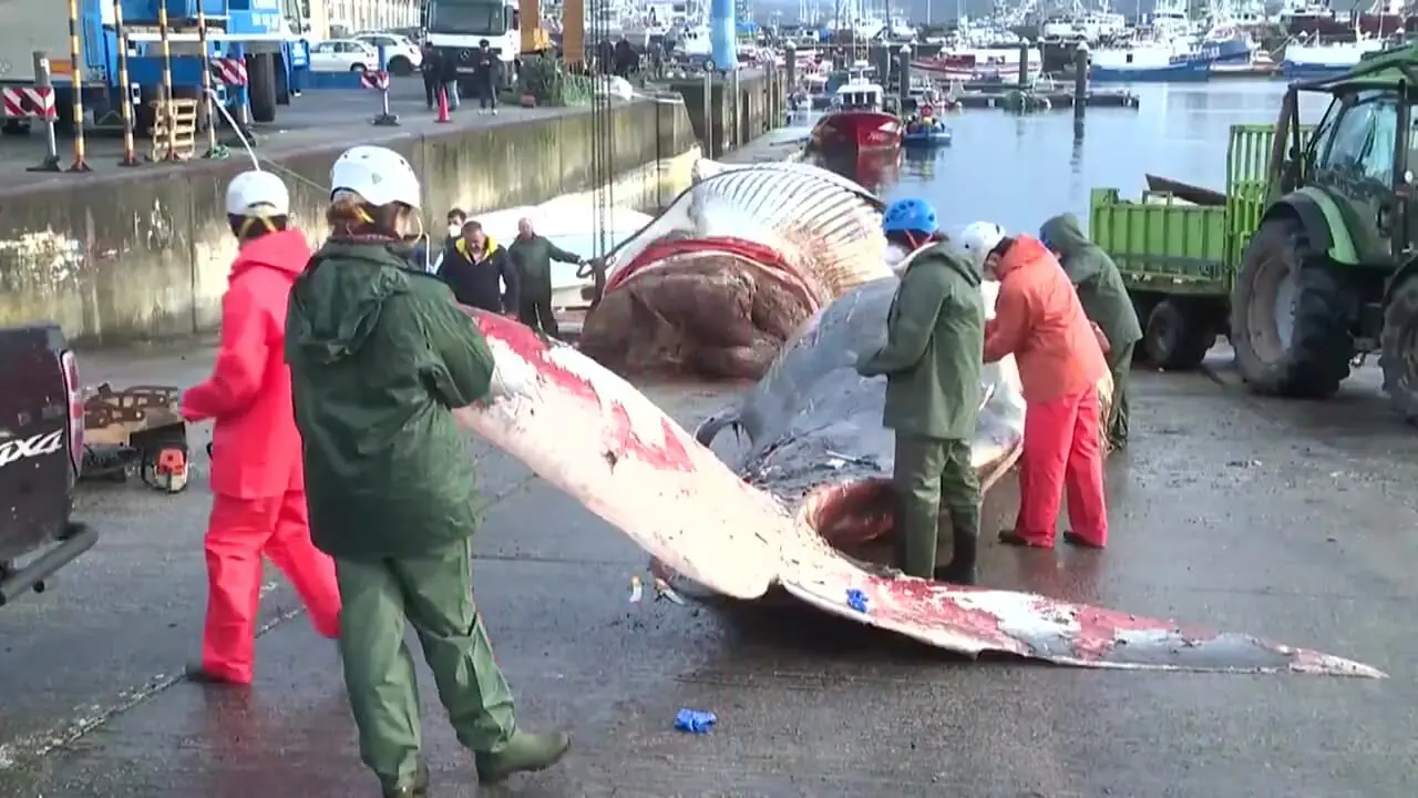فیلم / نهنگ عظیم الجثه در سواحل اسپانیا به گل نشست