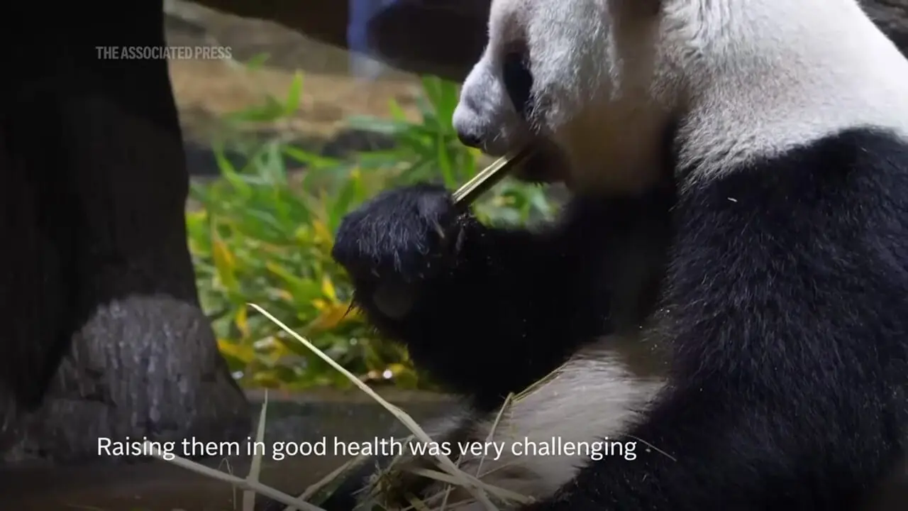 فیلم / پایان حضور پانداها در ژاپن بعد از نیم قرن