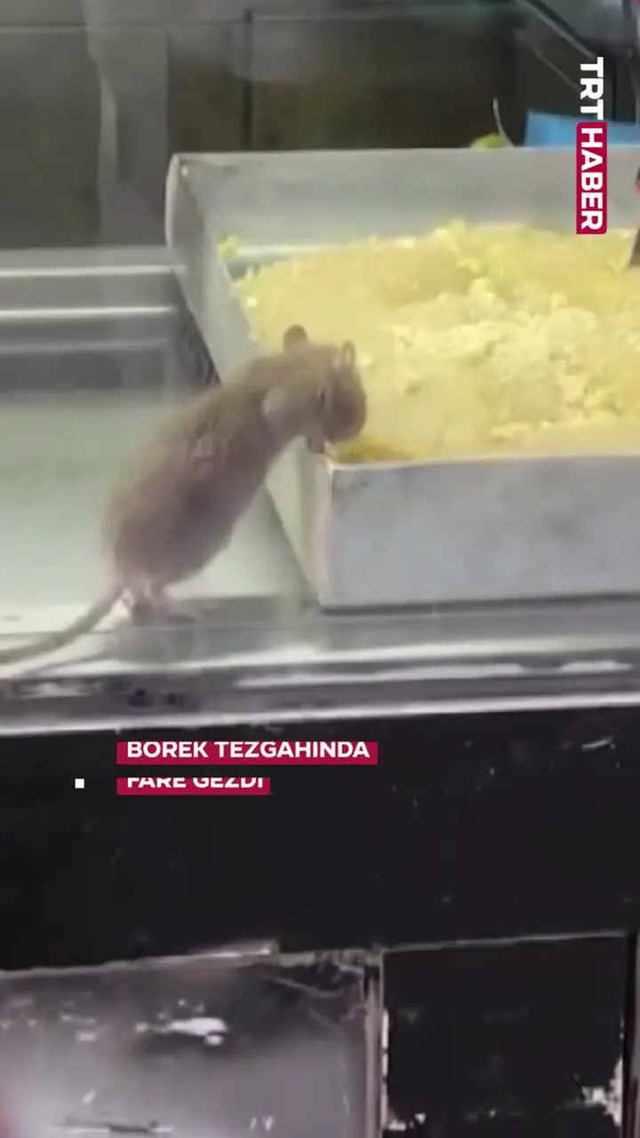 فیلم پرسه زدن موش میان سینی های شیرینی