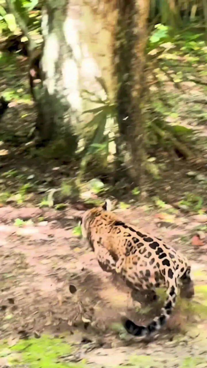 فیلم حمله برق آسای جگوار به کواتی ها