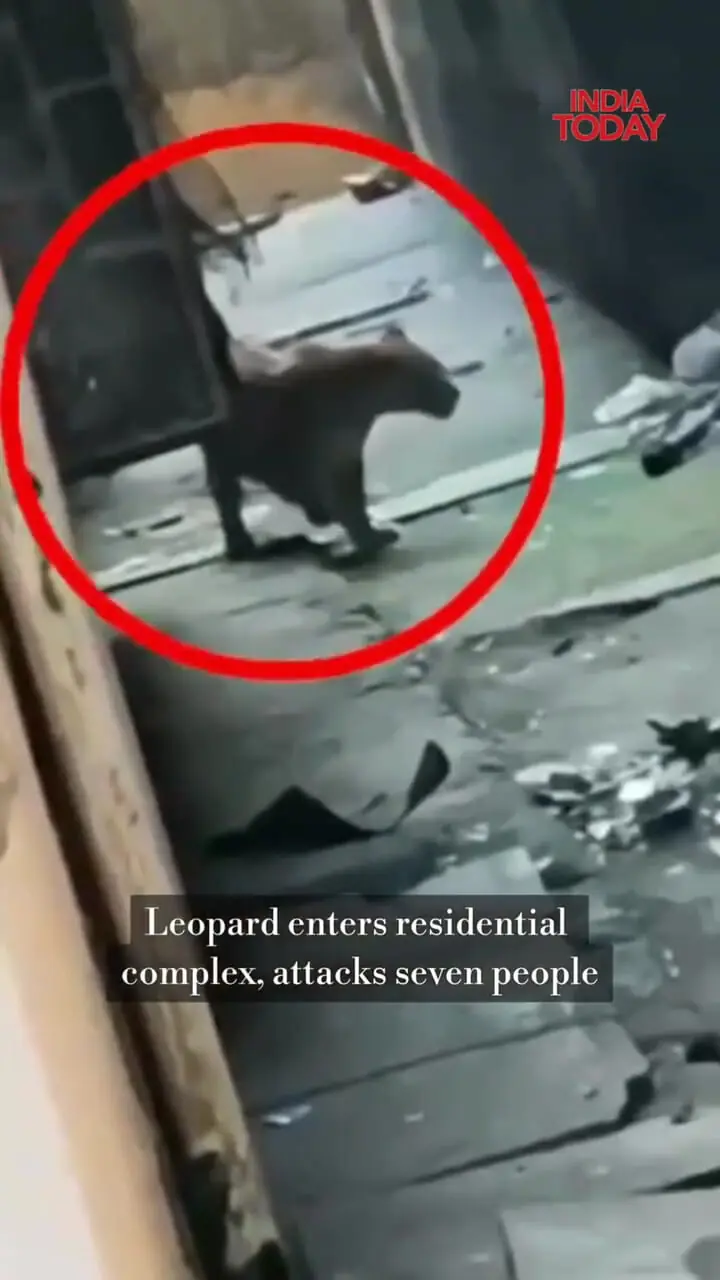 فیلم زخمی شدن ۷ نفر توسط پلنگ در هند