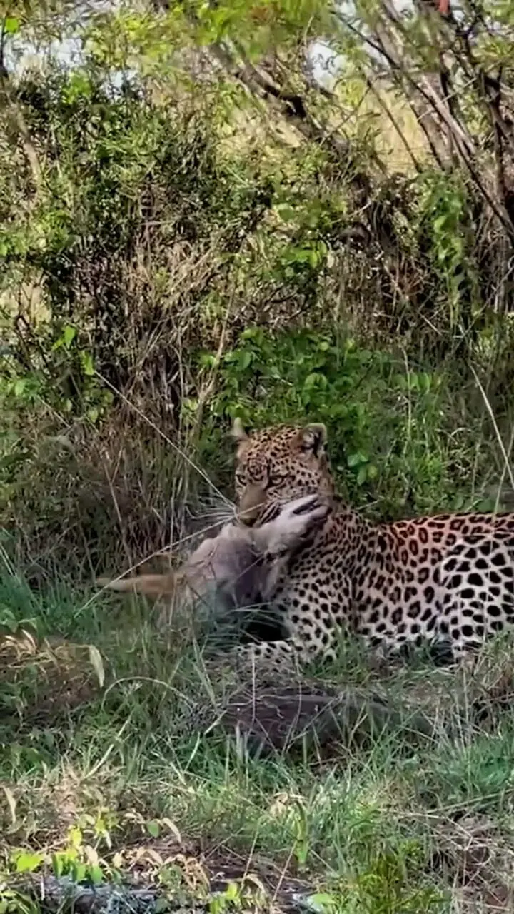 فیلم لحظه شکار شغال توسط پلنگ در طبیعت