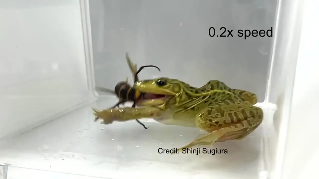 فیلم مقاومت خارق العاده قورباغه در برابر زهر زنبور