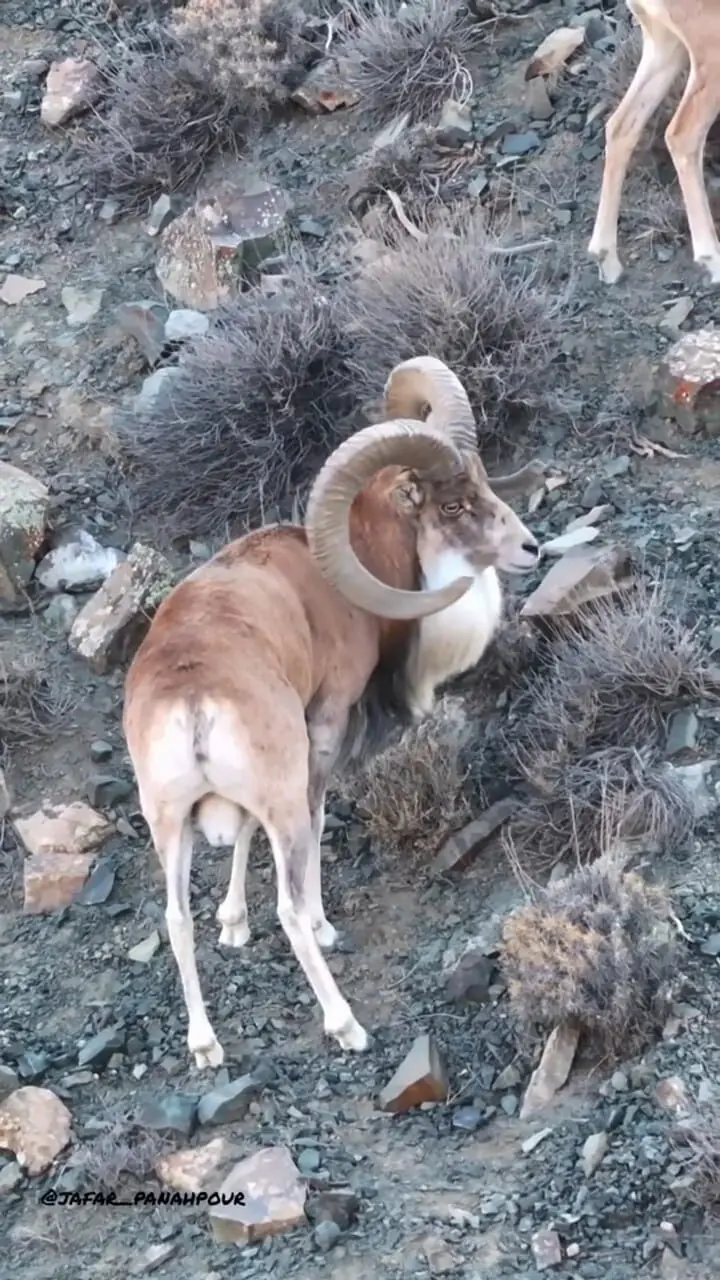 فیلم قوچ اوریال پارک گلستان نماد طبیعت بکر