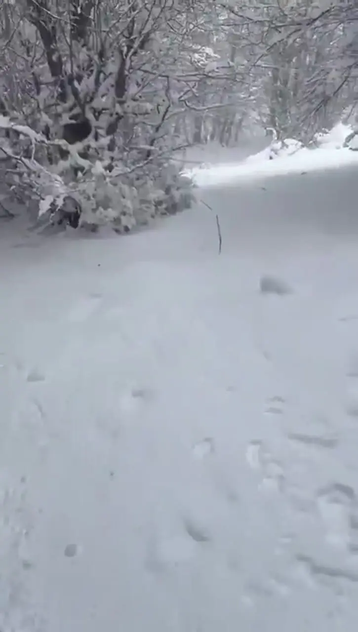 فیلم منظره رویایی برف در جنگل های دیلمان