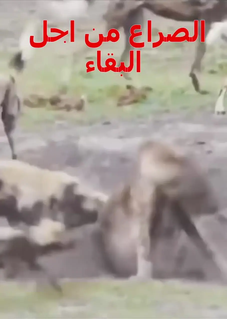 کفتار در محاصره سگ های وحشی + فیلم 