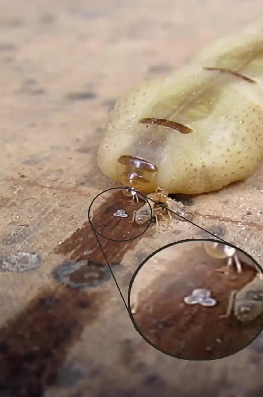 فیلم ملکه موریانه با طول عمر ۵۰ سال