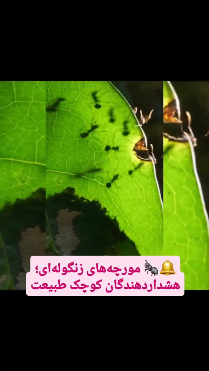 فیلم رفتار اجتماعی و دفاعی مورچه های زنگوله ای