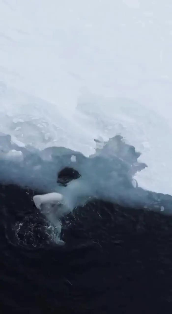 آب‌بازی در قطب؛ لحظه‌های شاد خرس سفید + فیلم