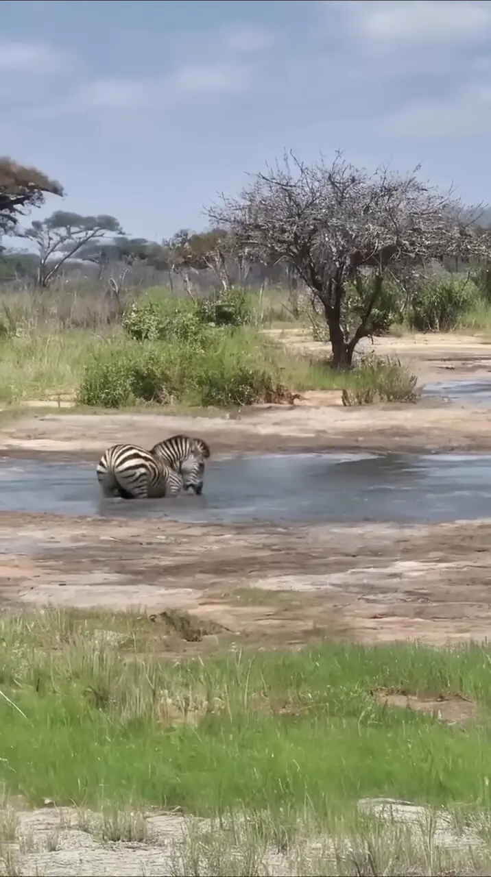 فیلم فرار گورخر از تمساح گرسنه در برکه