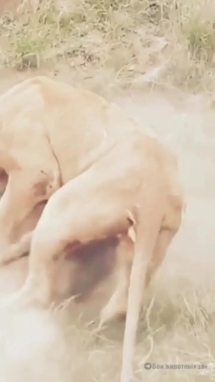 فیلم لحظات نفس گیر شکار گراز توسط شیر ماده