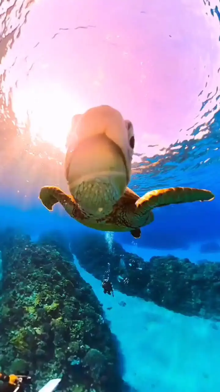 فیلم کنجکاوی لاکپشت آبی نسبت به لنز دوربین