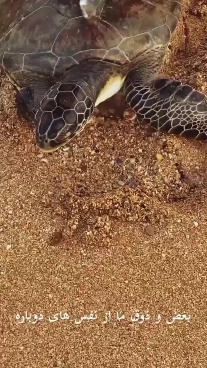 فیلم احیا لاکپشت آبی با تنفس مصنوعی