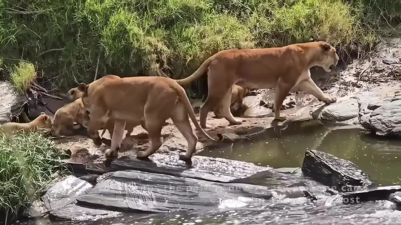 فیلم عبور توله شیرها از رودخانه با همراهی مادر
