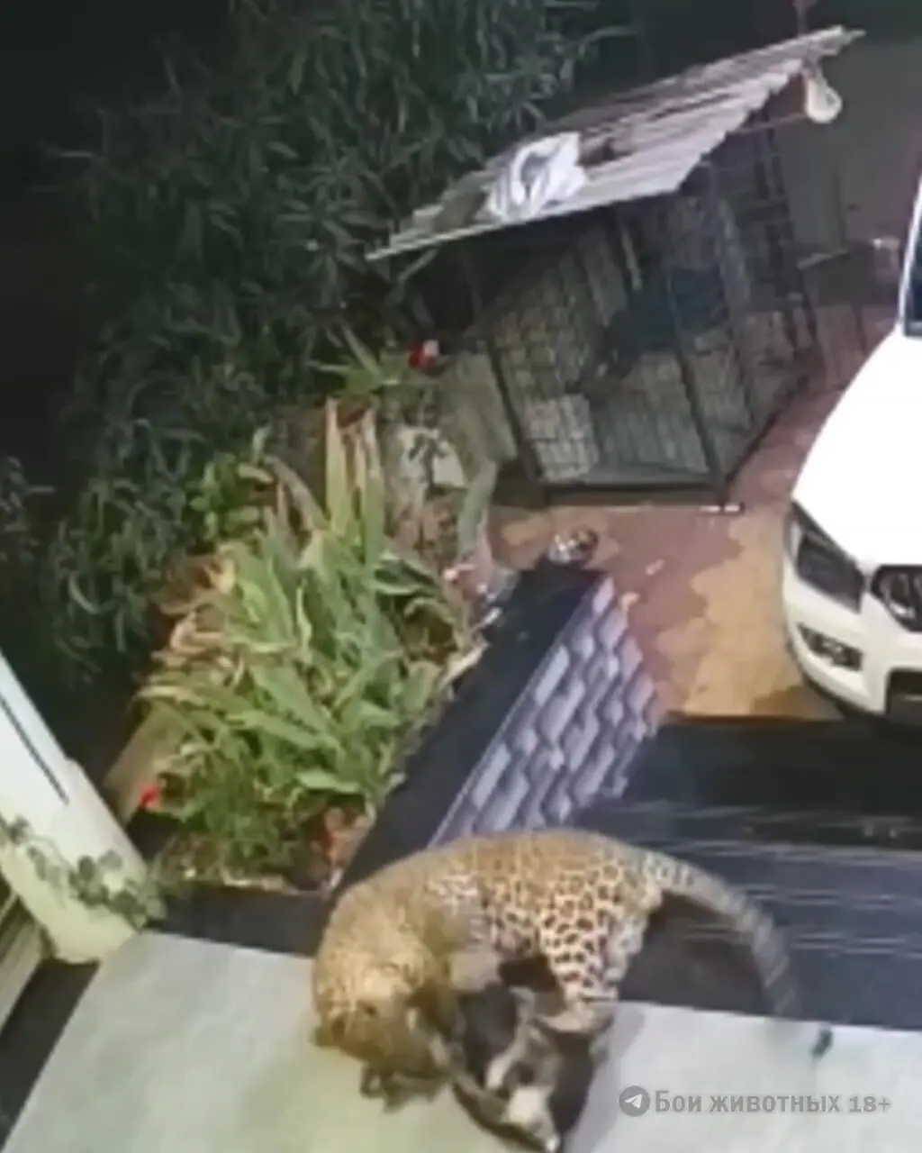 فیلم شکار سگ خانگی توسط جگوار