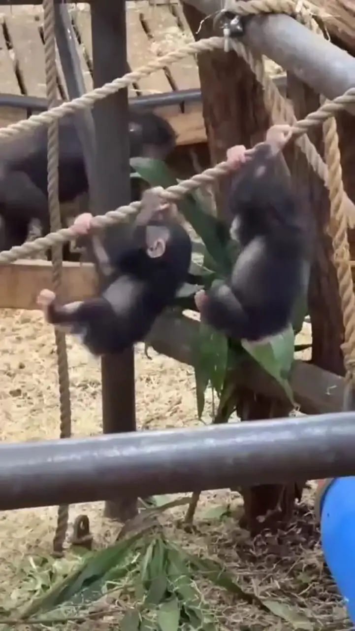 فیلم بازی بچه شامپانزه ها در باغ وحش