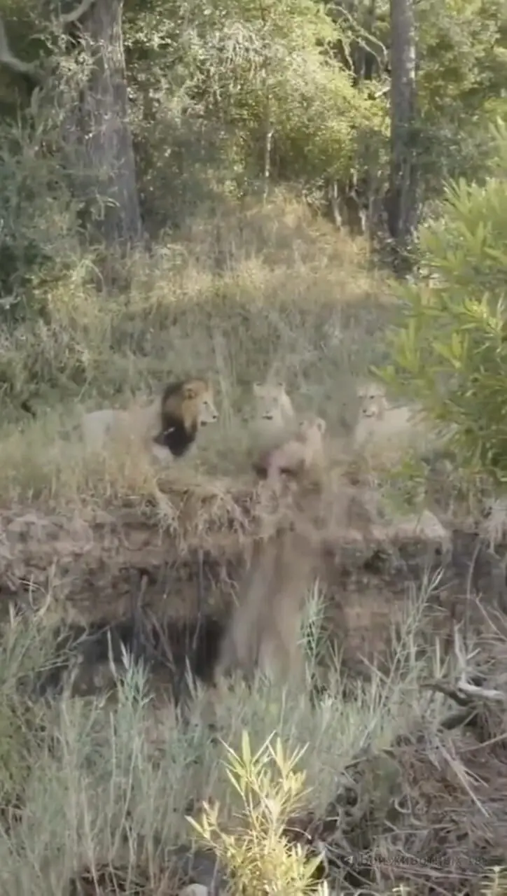 فیلم درگیری خونین و شدید بین شیرها