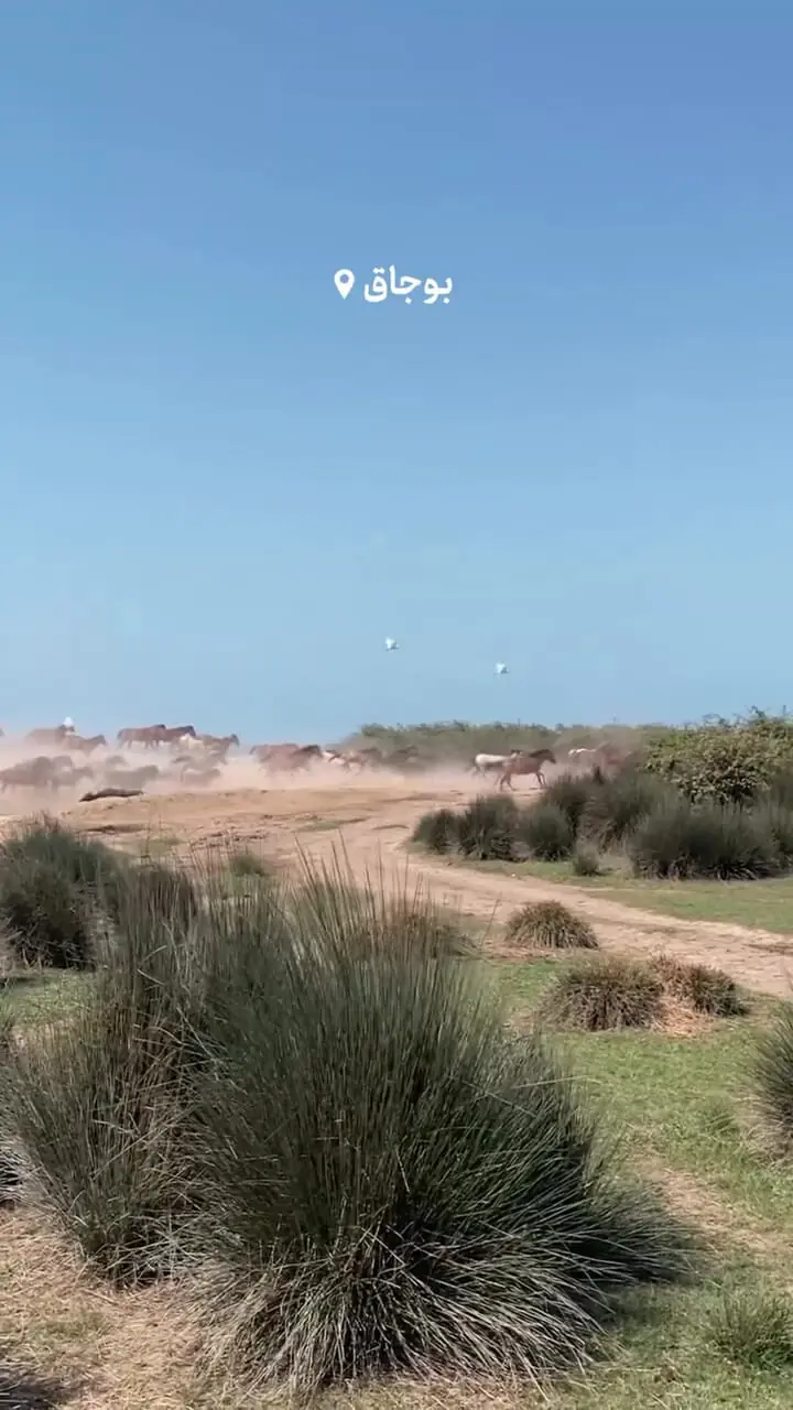 فیلم اسب های آزاد در دل پارک ملی بوجاق