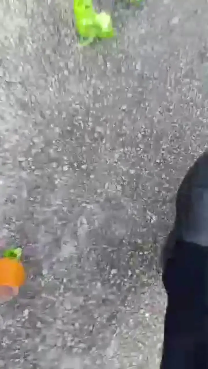 اقدام تحسین‌برانگیز پلیس راهور کرمان در جمع‌آوری میوه‌های پخش‌شده وسط خیابان