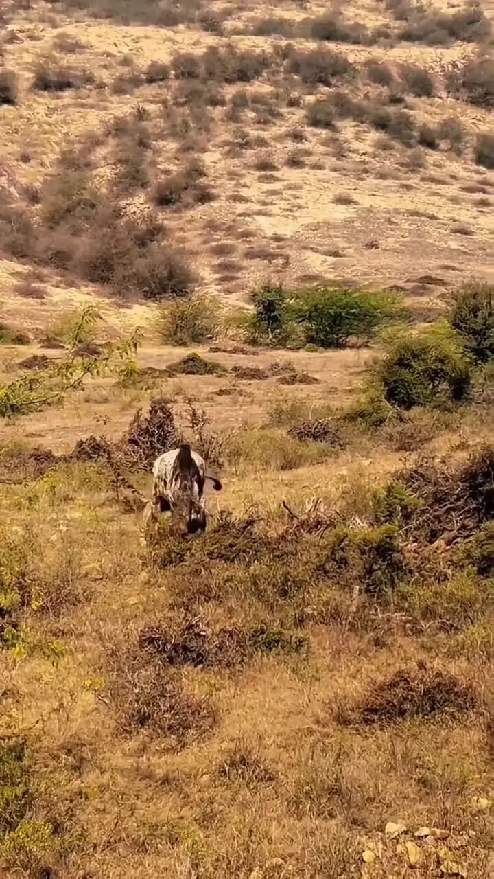 فیلم شکار گاو اهلی توسط ببر وحشی