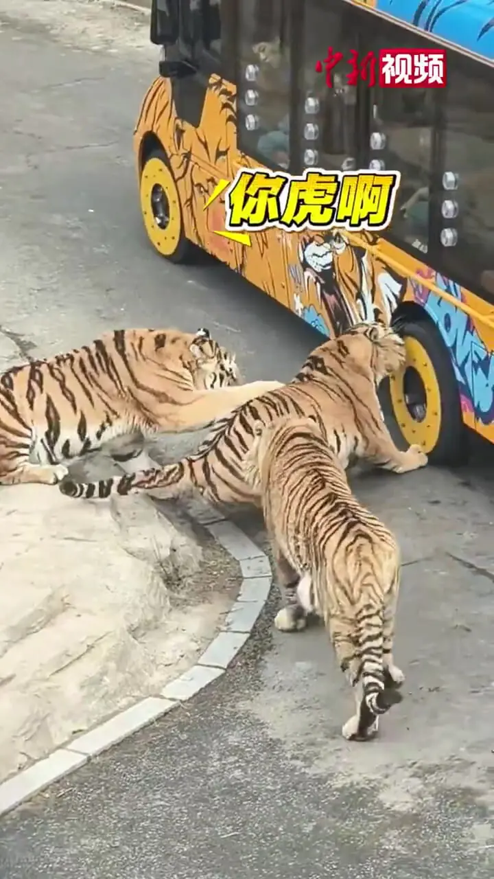 فیلم حمله ببر به خودروی گردشگران در پارک حیات وحش چین