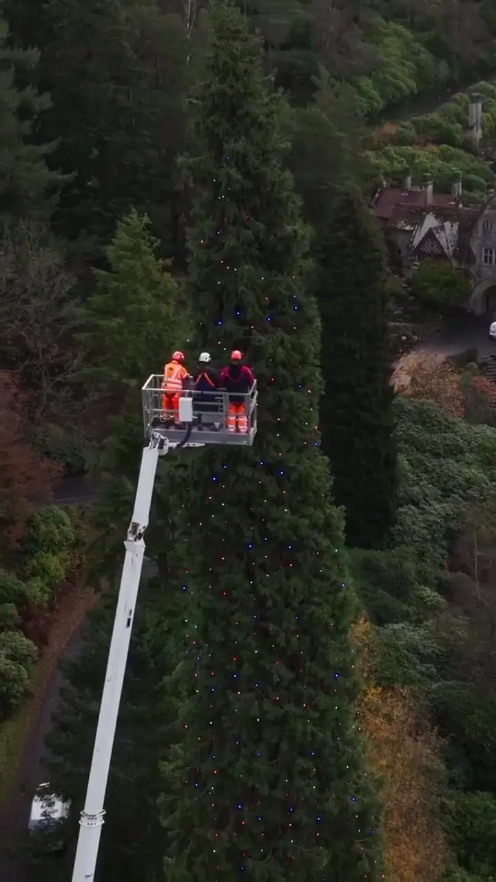 فیلم بلندترین درخت کریسمس جهان در بریتانیا