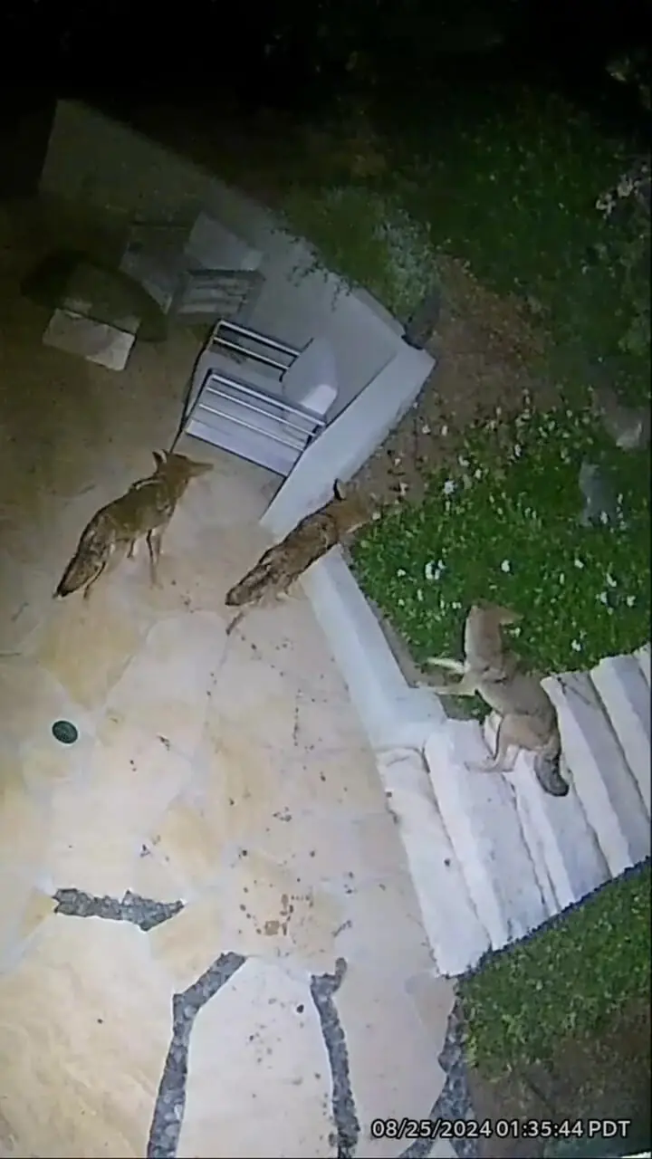 فیلم درگیری شدید راکون تنها با گروه کایوت ها