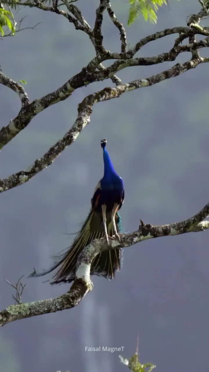 فیلم رقص و پرواز طاووس زیبا